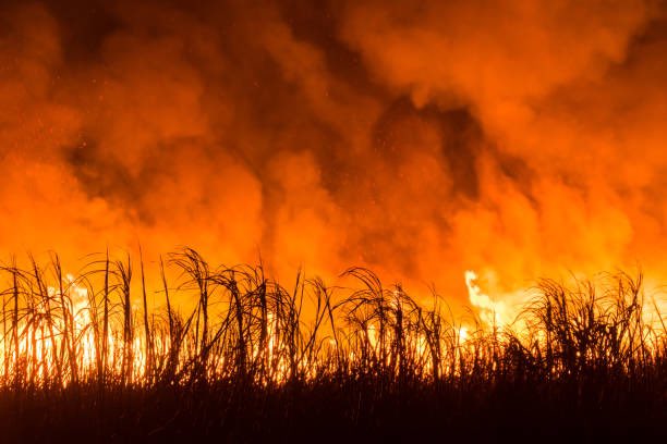 Farmers burn sugarcane crops before harvest to remove the leaves and tops of the sugarcane plant leaving only the sugar-bearing stalk to be harvested. In life also sometimes getting to what is needed requires Slash &amp; Burn!