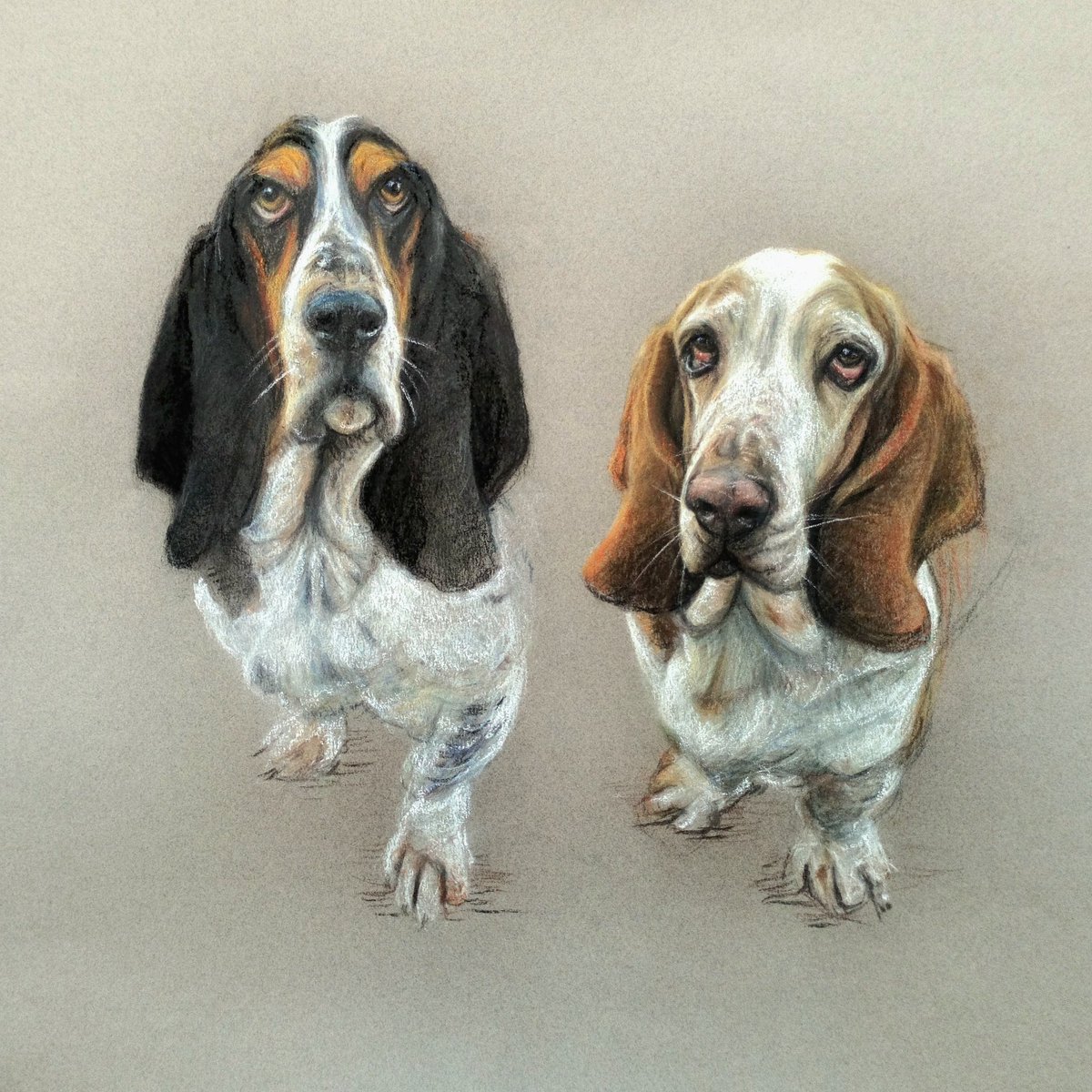 A double portrait of Bassett Hounds.  I was commissioned to portray these jaunty looking chaps in 2018. -soft pastels on Canson Mi Teintes paper 😊