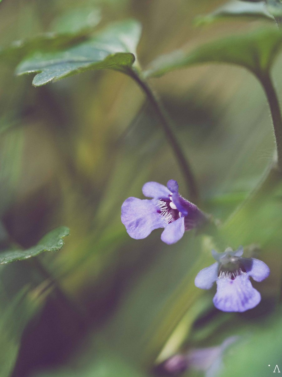 Good morning, a little ground ivy but with such a strong scent 😊 #macro #photography