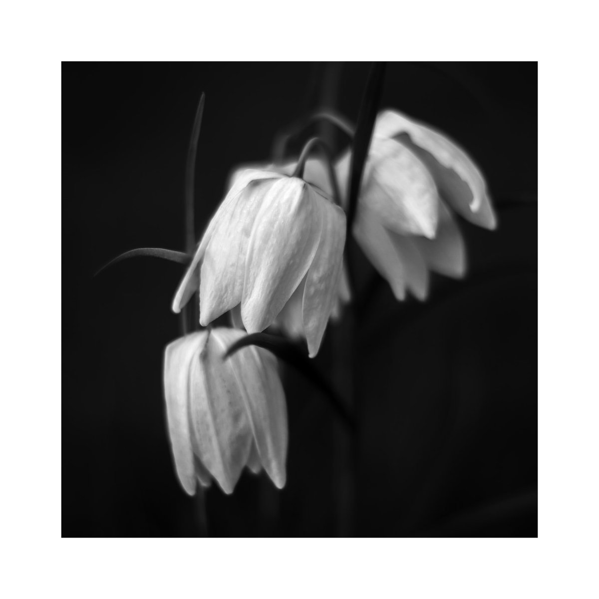 Snakeshead Fritillaries, Buckinghamshire.

#photography #monochrome #bnw