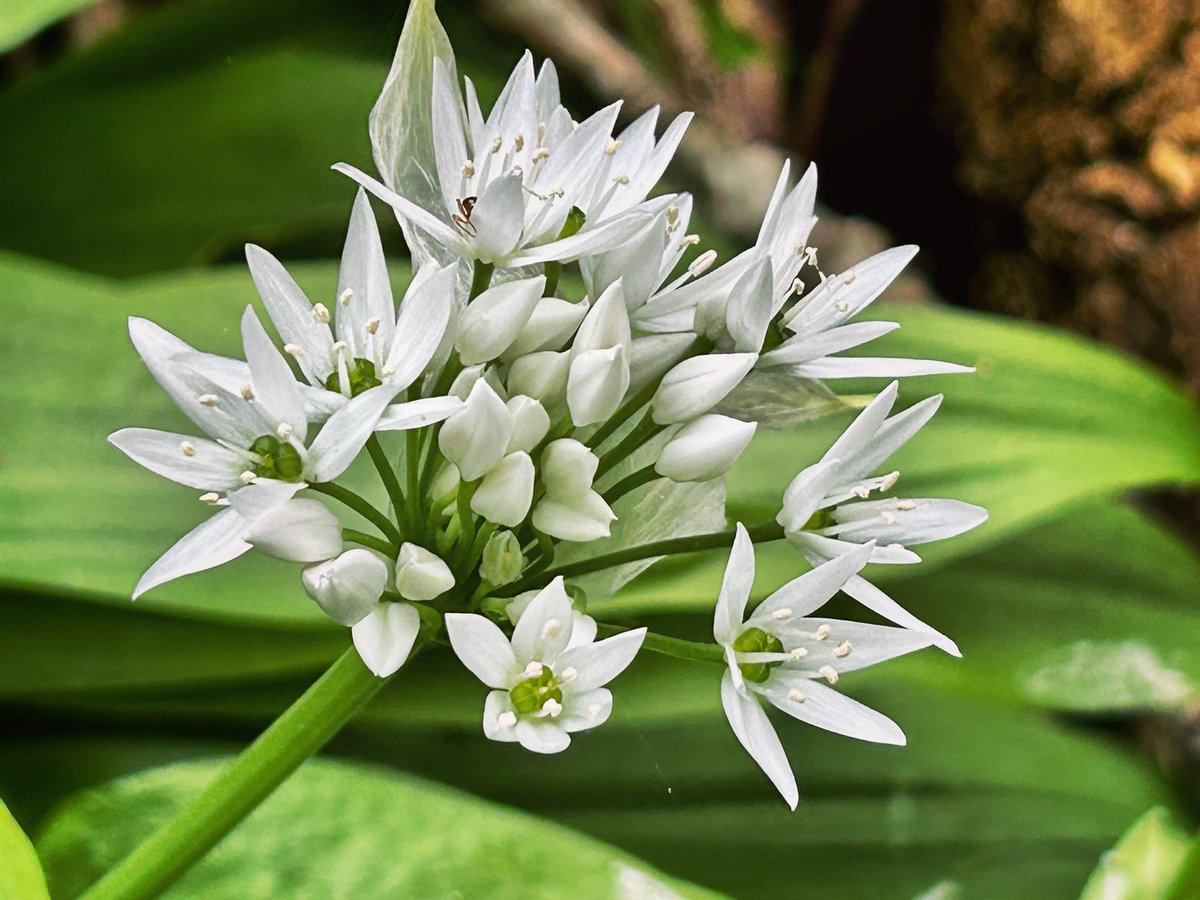 The delicate flower of ramsons, or wild garlic, is leaving the distinctive scent of garlic in the woodland air. Please be reminded that it is against the byelaws to remove this from #EppingForest. Please leave it for others to enjoy & the wildlife to benefit from. Thank you. 🤍