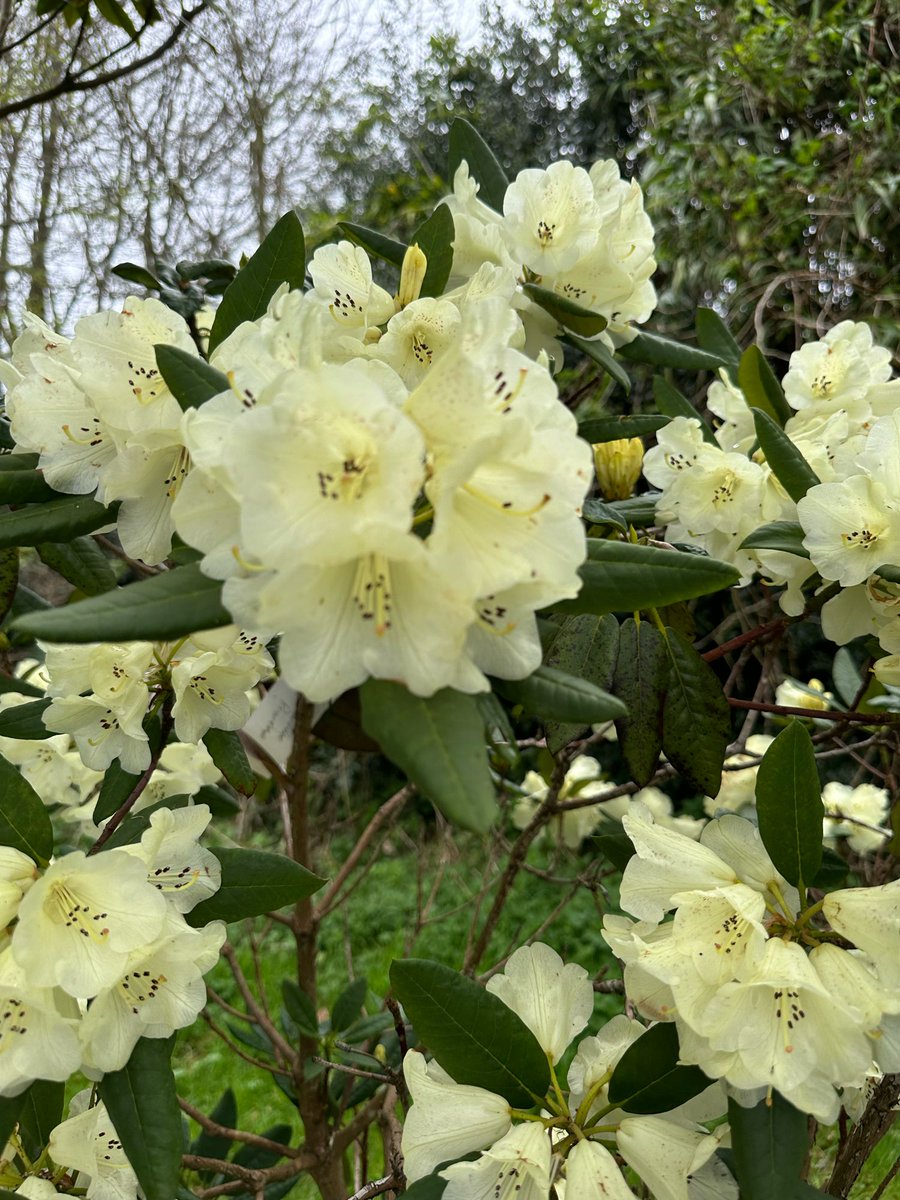 Loder Plants (@loder_plants) on Twitter photo Rhododendron 'Leonardslee Primrose' (camplyocarpum x arboreum ssp cinnamomeum var. album ) the original plants at Leonardslee have very upright growth, habit and are probably well over 30 foot high due to their arboreum parentage
<a href="/RCM_Group/">Rhododendron Camellia & Magnolia Group</a> <a href="/LeonardsleeG/">Leonardslee Lakes & Gardens</a> Rhododendron 'Leonardslee Primrose' (camplyocarpum x arboreum ssp cinnamomeum var. album ) the original plants at Leonardslee have very upright growth, habit and are probably well over 30 foot high due to their arboreum parentage
<a href="/RCM_Group/">Rhododendron Camellia & Magnolia Group</a> <a href="/LeonardsleeG/">Leonardslee Lakes & Gardens</a>