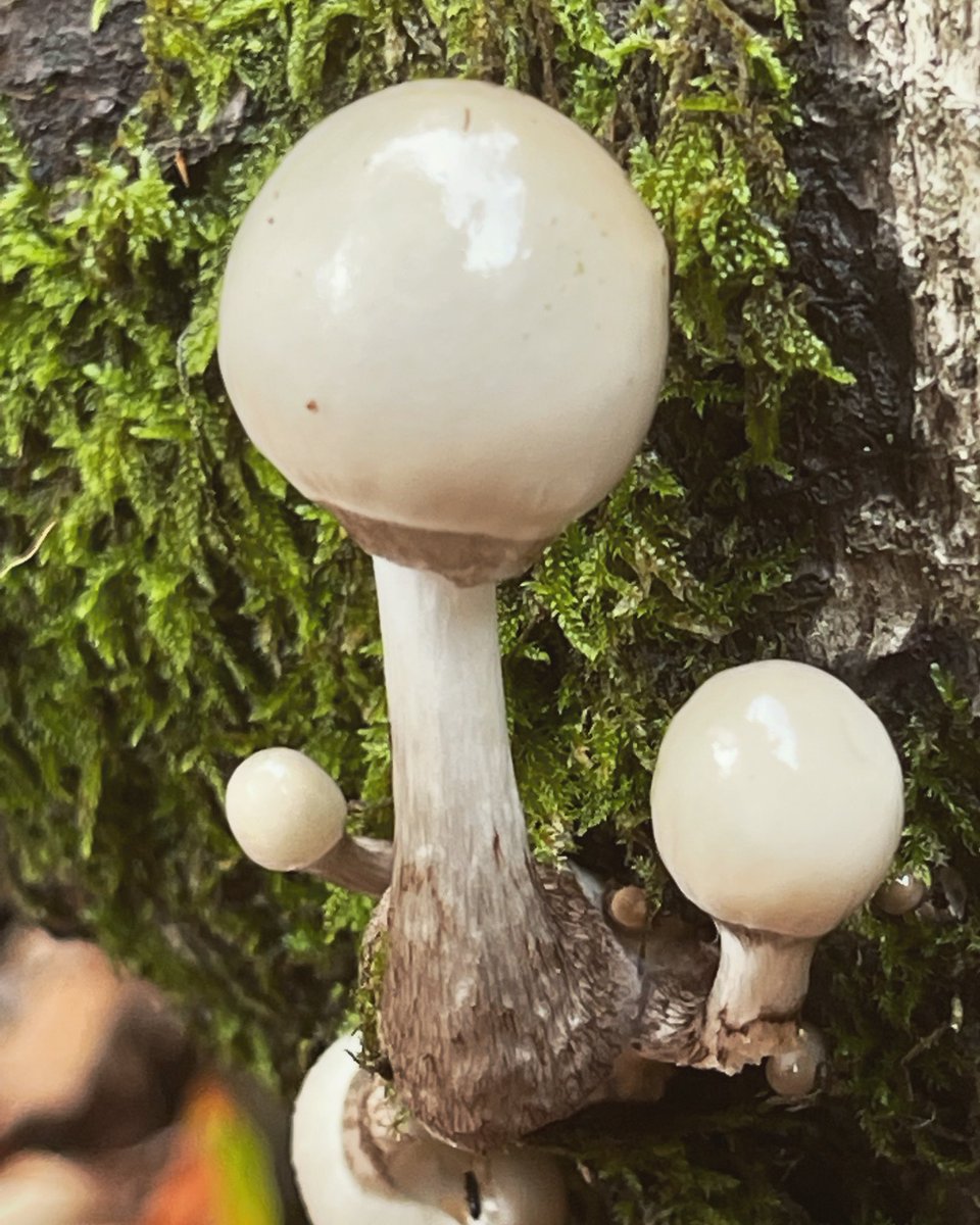 Little porcelain #mushrooms #fungi #fungus #FungiFriday #Autumn #woodlandfloor #woodland #woods #forest #trees #plants #nature #goodforthesoul #NaturePhotograhpy #forestphotography #photograghy #windermere #LakeDistrict #Cumbria #walking #wellbeing