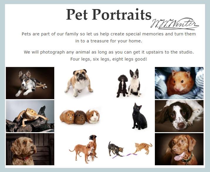 All pets are welcome at Winters, providing you can get them upstairs to our studio. Pet photography starts at £32.50 for a studio session, editing of images, proofing and the choice of one 7in x 5in folder mounted print.
#petphotography #winters1852 #dog #rabbits #cat #portrait