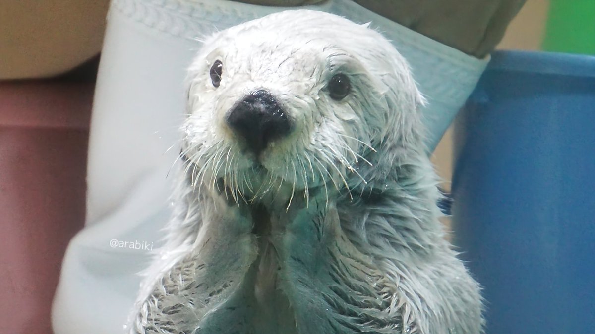 お口のωの丸み最高☺️
#メイちゃん #鳥羽水族館 #ラッコ