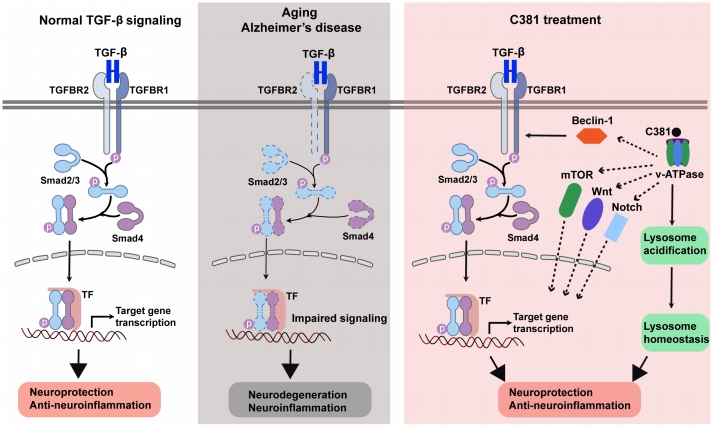 #neurologicaldisorder #transforminggrowthfactor #C381 #lysosomal #treatment Augmentation of transforming growth factor-β signaling for the treatment of neurological disorders journals.lww.com/nrronline/full… @VAPaloAlto