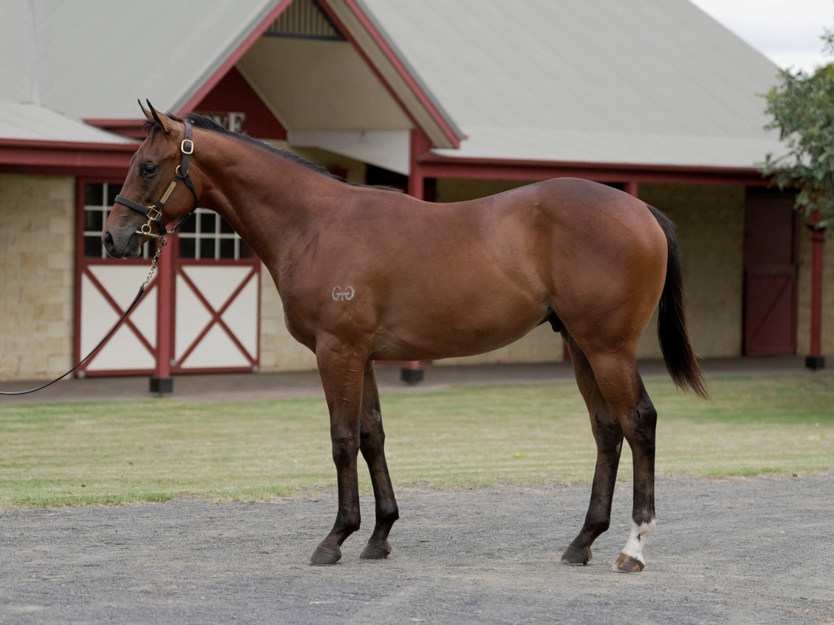 Brutal X Sponsored, trained by the one and only Rob Heathcote.  Purchased at the 2024 Inglis Classic sale for $80,000, this colt is sure to take you on an unforgettable journey, just like his big sister Dusty Tycoon did! 🙌 Buy your units today! ➡️ bit.ly/43mPyYH