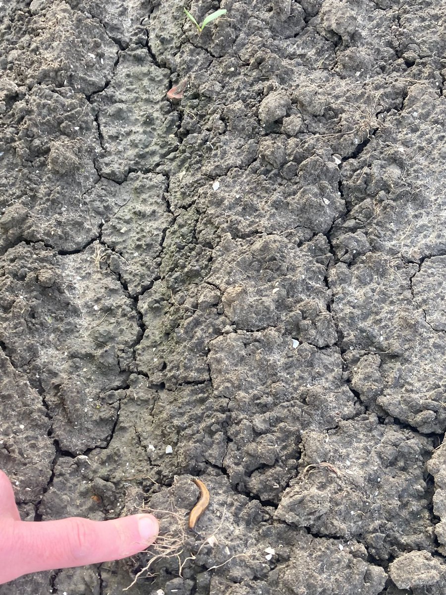 Daar gaan de suikerbieten. Slakkenschade. <a href="/IRS_suikerbiet/">IRS suikerbieten</a>