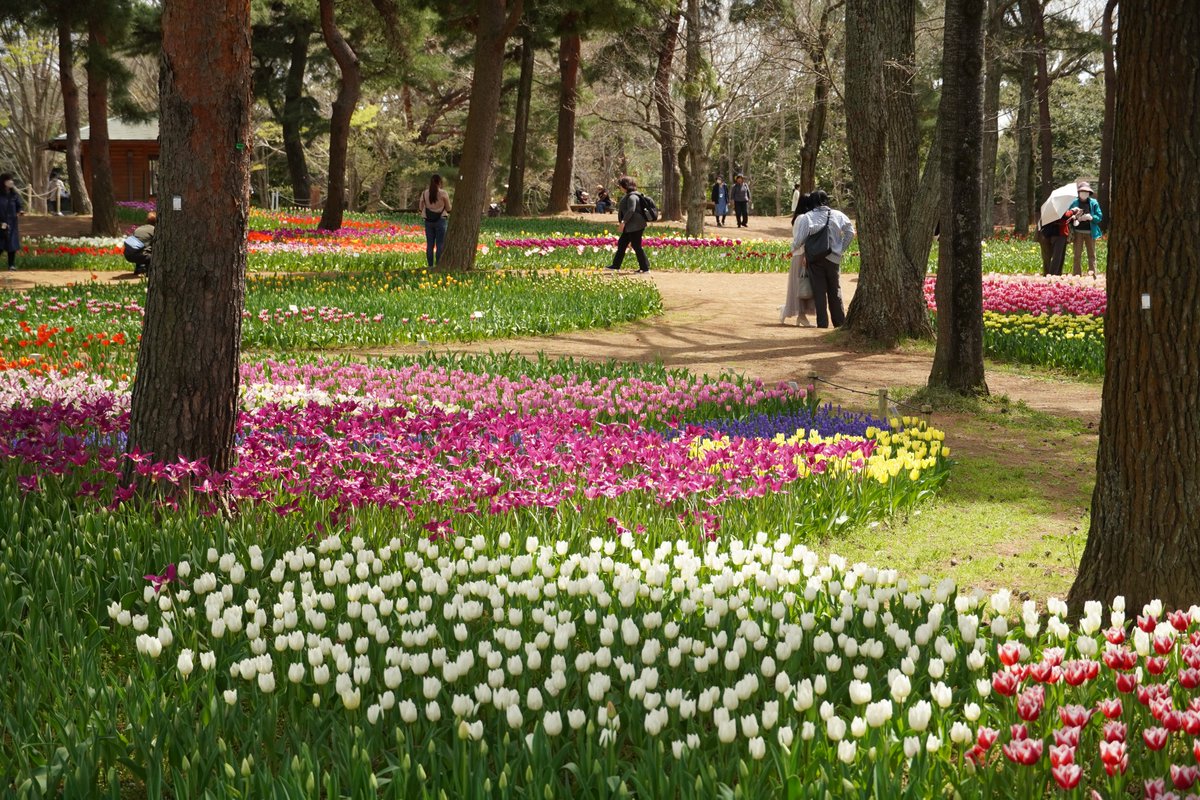 #ブログ更新 小春日和が続く今日この頃✨ 『たまごの森フラワーガーデン』では、色とりどりのカラフルなチューリップの世界が広がっています🎵 hitachikaihin.jp/park-blog/park… #hitachiseasidepark #ひたち海浜公園