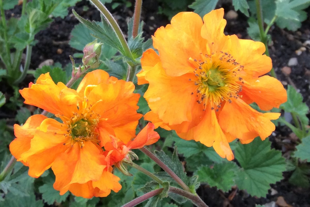 The colourful #NationalPlantCollection of #Geum, held by Sue Martin in #Kent, will feature on @GWandShows this Friday, so here's your chance to find out more. You can sponsor the NPC of Geum tpp: bit.ly/PlantHeritageS… Image: #Geum 'Mandarin' cc S Martin