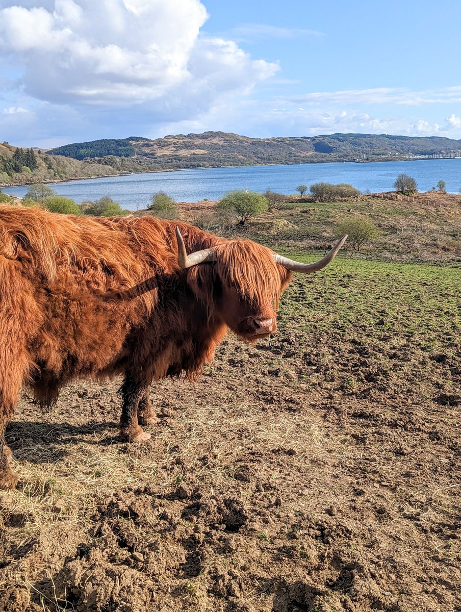 It’s hard work being this handsome … #highlandcow #scotland