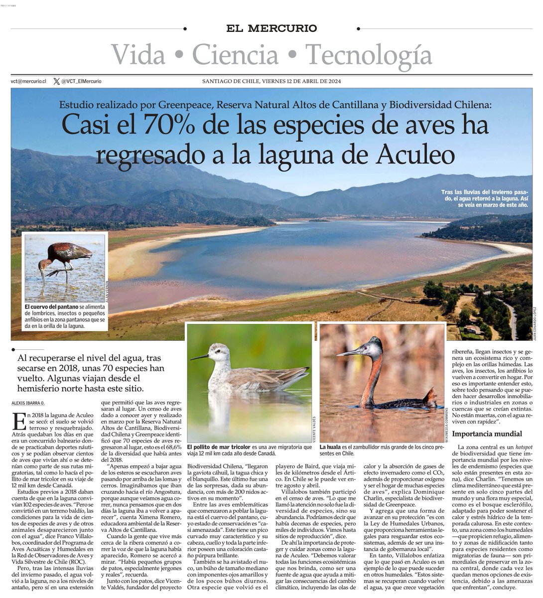 Casi el 70% de las especies de aves ha regresado a la laguna de Aculeo. #VCTElMercurio shorturl.at/gyzC4