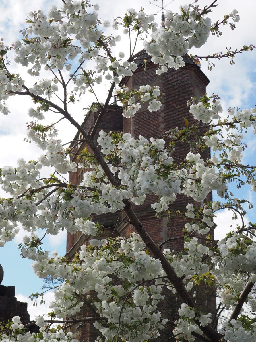 Can you tell us which castle in our care this splendid Mount Fuji cherry blossom is hiding? #BlossomWatch Photo: Cassie Dickson