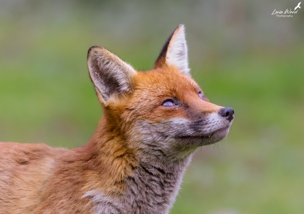A vixen , photographed by @louisewardphoto in her garden for today’s #FoxOfTheDay
