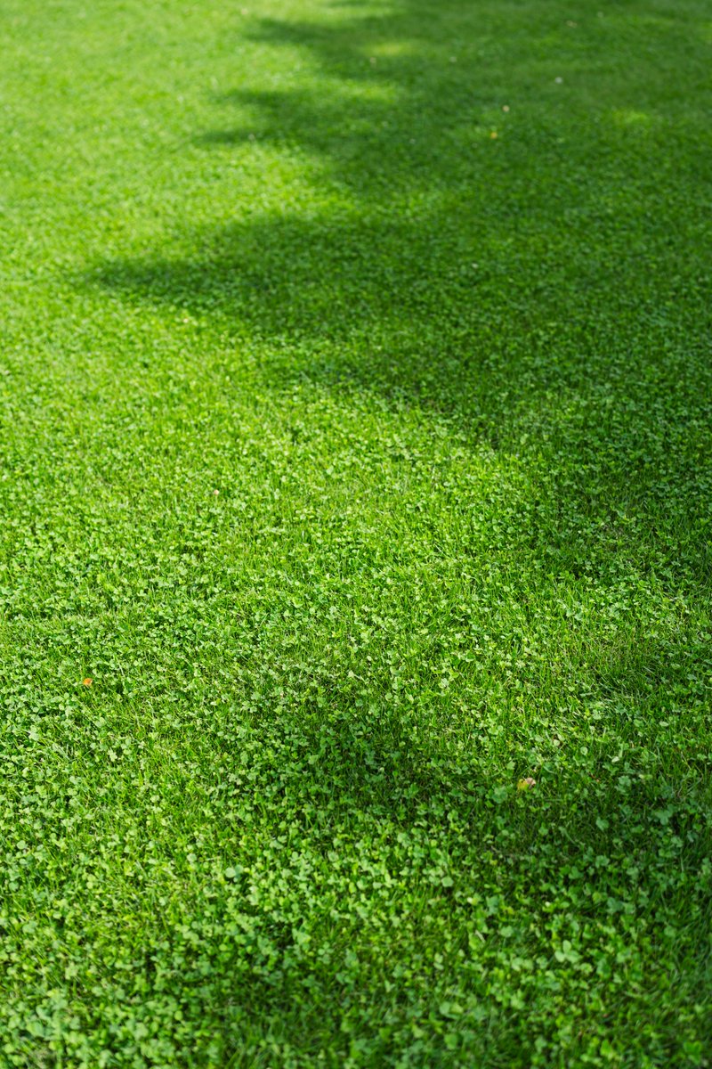 #DYK the small leaves of Microclover® is developed specifically for use together with turf grasses? Microclover® has a special ability to grow in between the grass plants and keep an even distribution over the turf🍀🌱