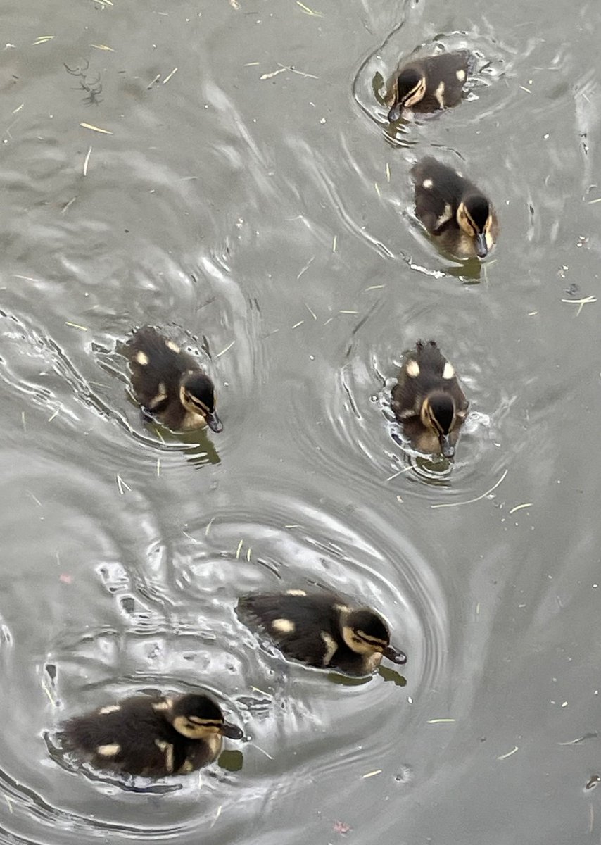 🎶 Six little ducks went swimming one day... Have you spotted our new arrivals yet? Cute!