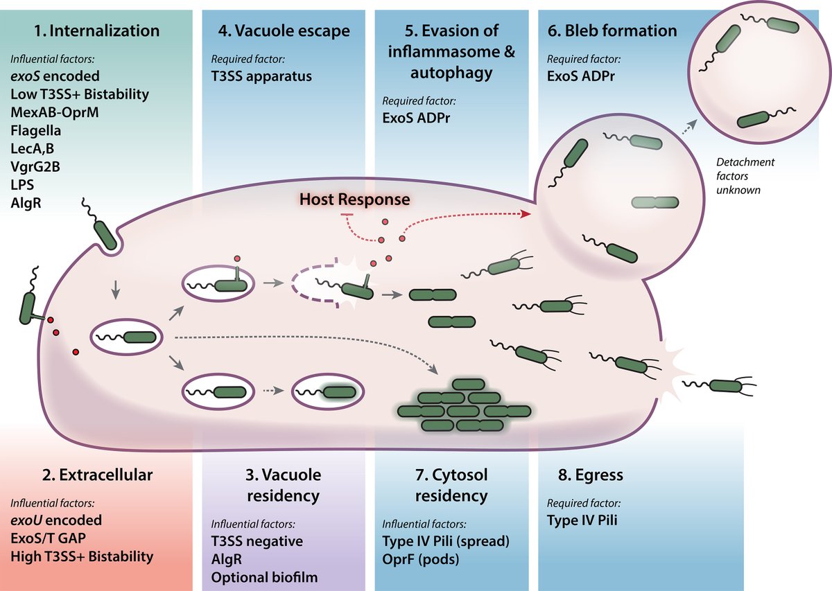 Akos T. Kovacs (@evolvedbiofilm) on Twitter photo Evidence for intracellular Pseudomonas aeruginosa
<a href="/JBacteriology/">JBacteriology Eds</a> Mini-Review by <a href="/zachresko/">Zach Resko</a> et al from <a href="/krokenlab/">Abby Kroken</a>
journals.asm.org/doi/10.1128/jb… Evidence for intracellular Pseudomonas aeruginosa
<a href="/JBacteriology/">JBacteriology Eds</a> Mini-Review by <a href="/zachresko/">Zach Resko</a> et al from <a href="/krokenlab/">Abby Kroken</a>
journals.asm.org/doi/10.1128/jb…