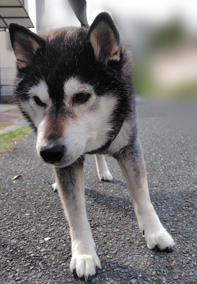 なぜ若干斜め立ちかと言うと
お散歩拒否柴しているからです🐶😅
3歩進んで30秒止まりまた3歩進む…
えっと、辿り着かないんですけど😅🐾
#柴犬　#老犬　#犬のいる暮らし