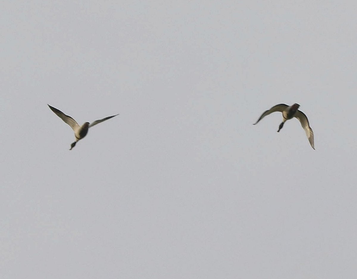 Record shot of a pair of Shelduck that flew over the Main lake Fairlands Valley this morning. @fairlandsbirds #hertsbirds