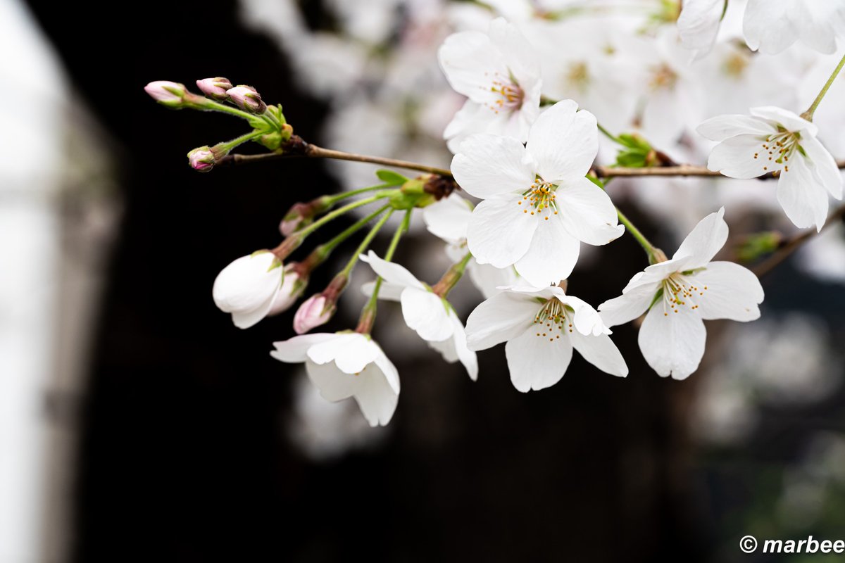 #染井吉野 
#桜 
#これソニーで撮りました 
#α7RIII 
#SEL90M28G