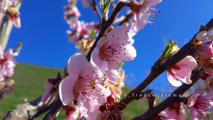 have a wonderful Friday! 😀 bonne journée! 🙏 #FridayMotivation #vendredi #Freitag #FelizViernes #weekend #sakura