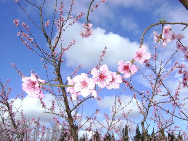 Si erge carico di fiori il pesco, non tutti diventeranno frutto. Risplendono chiari come spuma rosata attraverso l'azzurro e la fuga delle nuvole. Simili a fiori si schiudono i pensieri, centinaia ogni giorno, lasciali fiorire! Lascia a ogni cosa il suo corso!