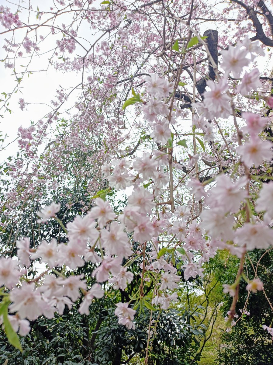 舞いあがれ、桜の夢…🌸
#素敵な奮闘途中の人々🕊️
#穏やか奮闘途中の日々🩷