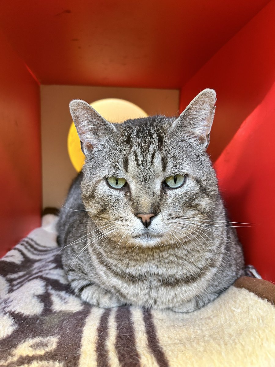 Poto, nuestro bello grandulllón sigue buscando un #hogar para toda la #vida 
Más bueno no se puede ser 🥰
Si quieres conocerle contáctanos.

#kittenlovers #gato #cantabria #adopcionresponsable #kitten #catlover #adopción #cat #12Abril