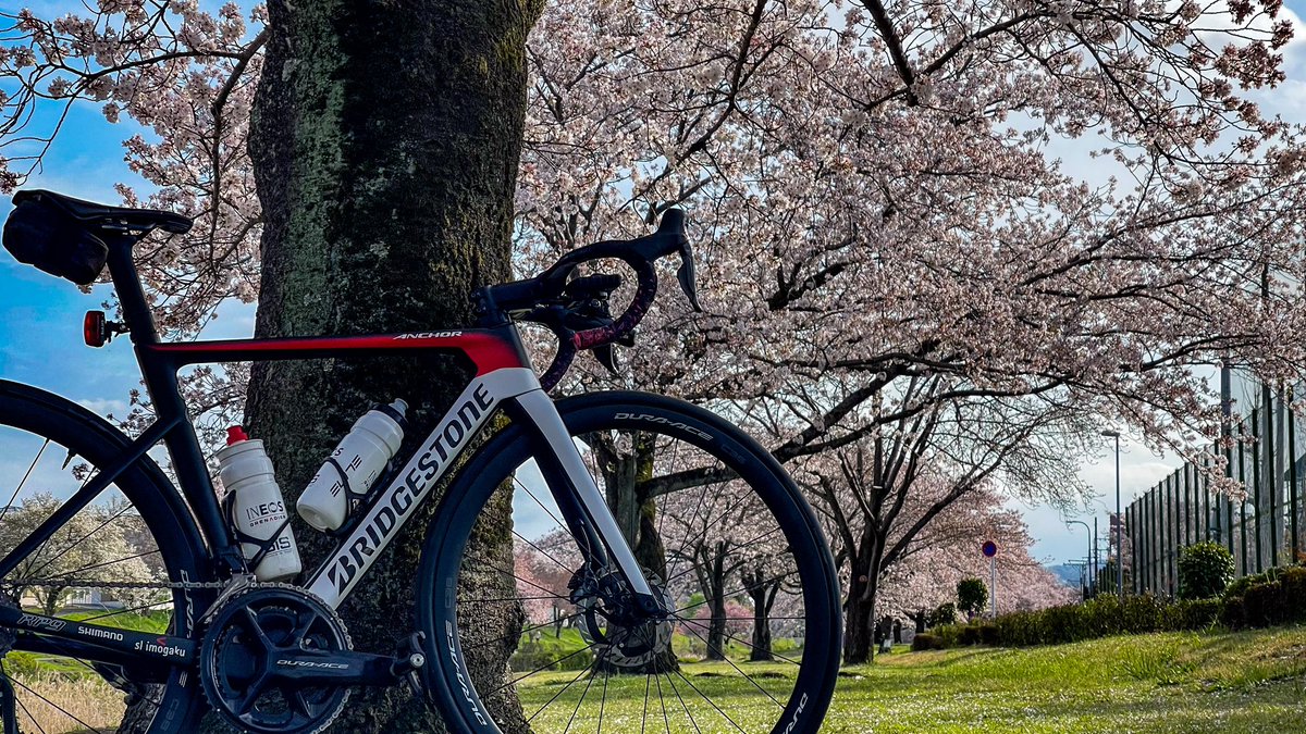 桜が本当に綺麗

#ChaseYourDream #TeamBridgestone #RP9 #EXTENZA #R1X