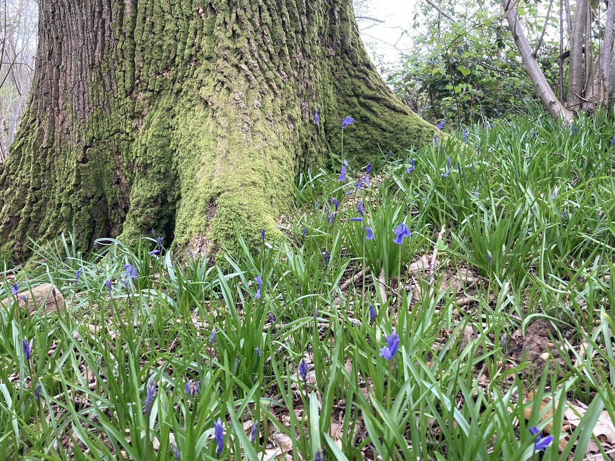 Summer the oak and her bluebell chums 💜🌳 They only meet once a year for a few weeks, but they have been friends for 200 years