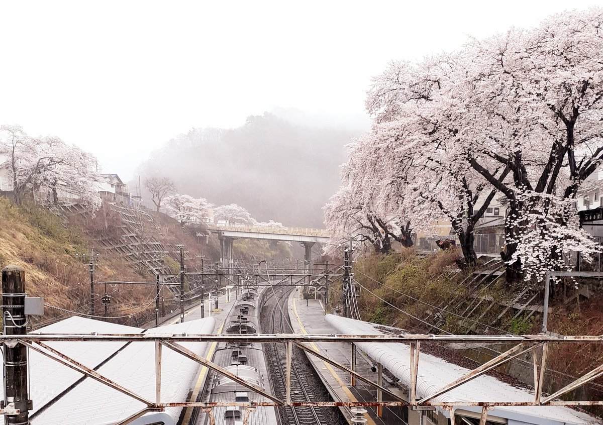 駅の名前忘れました💦 中央本線の何処か、雨桜🌸