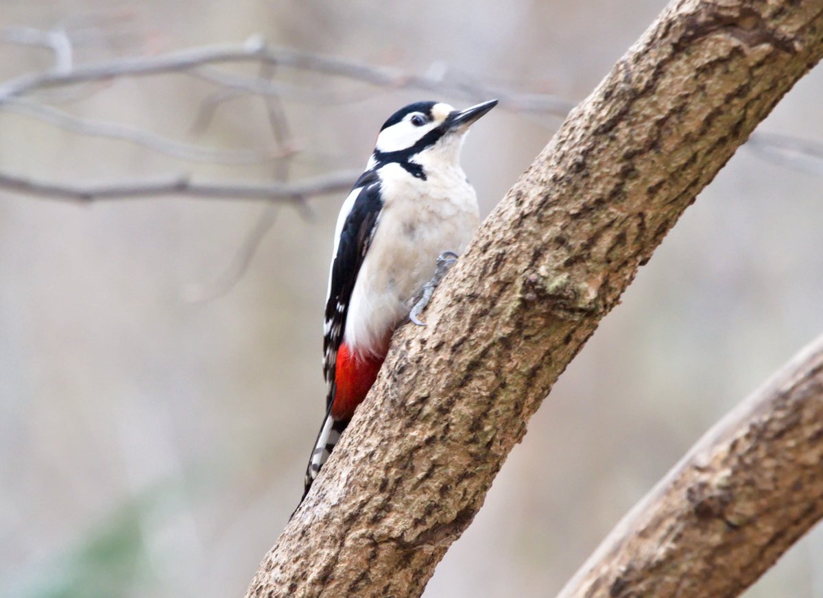 Good morning and TGIF🌥️ Wish you a good day and smooth slide into the weekend with a 📸 of a great spotted woodpecker 🇩🇪 Buntspecht | 🇬🇷 Πευκοδρυοκολάπτης | 🇵🇱 Dzięcioł duży | 🇺🇦 Дятел