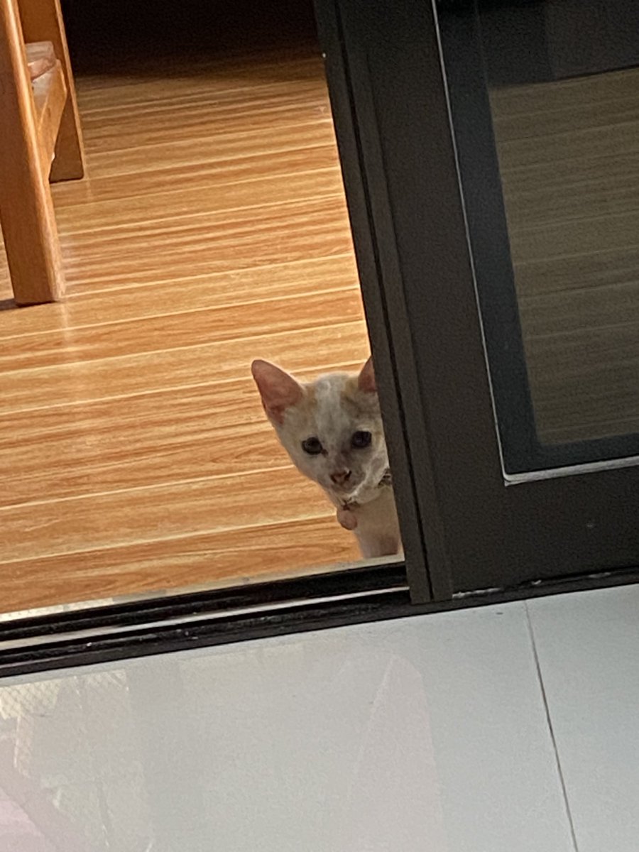 httpskisha's tweet image. 📚&amp;amp;🐱