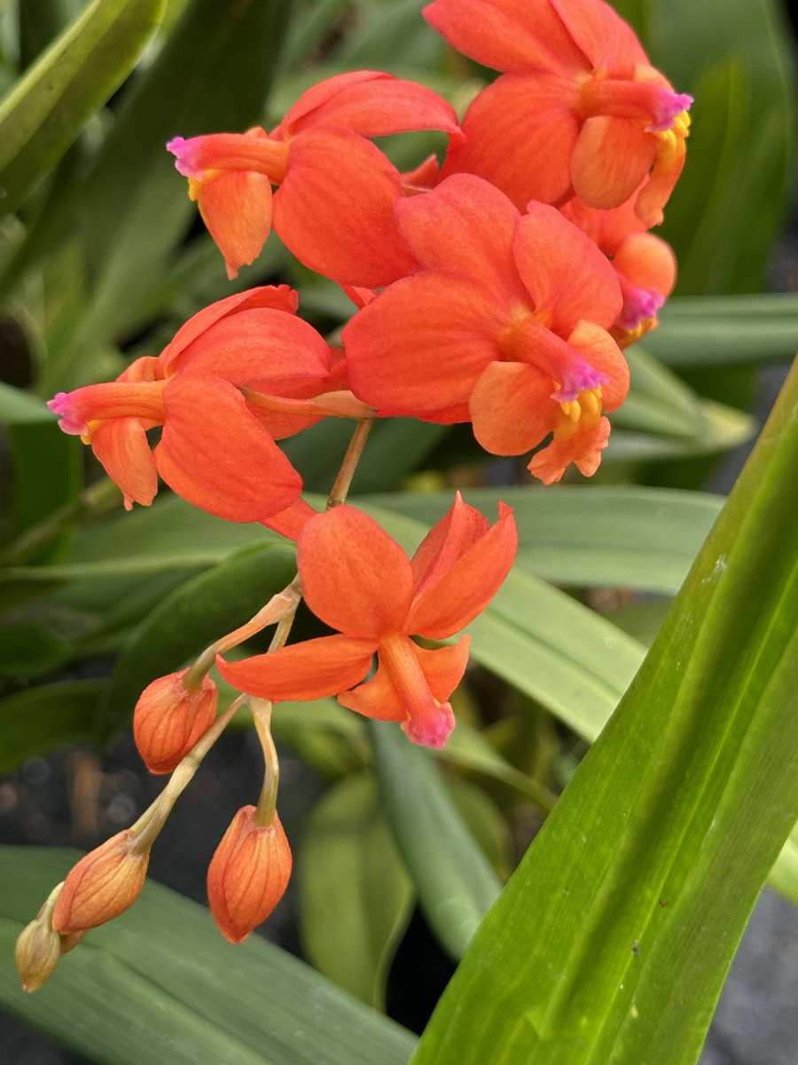 Oncidium noezlianum is a beautiful small hummingbird pollinated species from the high slopes of the Andes 🇵🇪 and 🇧🇴 which brings colour to many of our hybrids 🌿 #orchids #orquídeas #nature #conservation