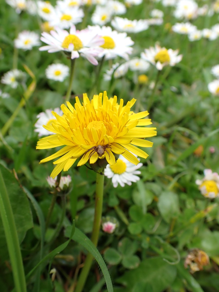 #Dandelions and daisies such a perfect combo but often overlooked. A hopeful crab spider is waiting in the #dandelion.