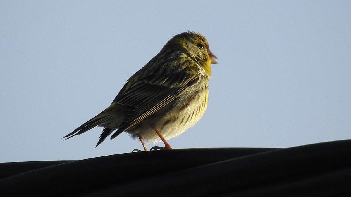 Pontevedra galicia.serin verdecillo;(xirin comun)