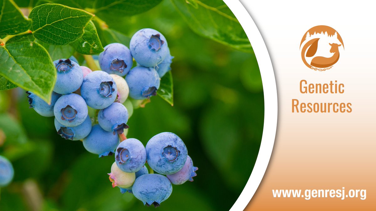 📣New short communication by Zhao et al 🫐🧬
A public mid-density #genotyping platform for cultivated #blueberry (Vaccinium spp.)
👇
doi.org/10.46265/genre…

#GenResJ