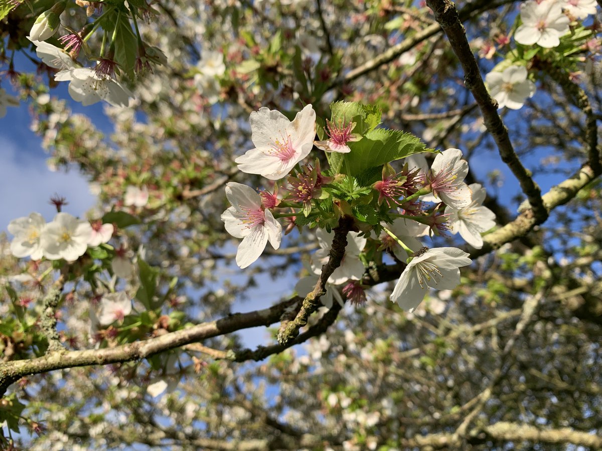 How about a little cherry blossom to start the day? A great source of spring pollen and nectar for passing insects, these trees brighten up any green space at this time of year. #pollinators