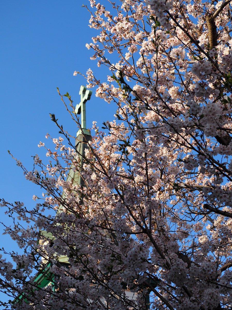 カトリック小田原教会の桜