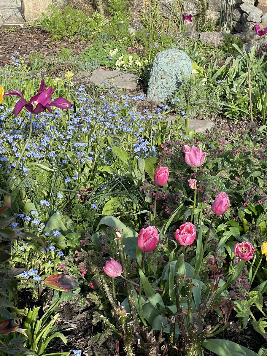 A riot of tulips, forget-me-nots and primroses in my Devon garden . We’re going for an informal look this spring ! The ground is still too soggy for much gardening. #flowersonfriday #gardening