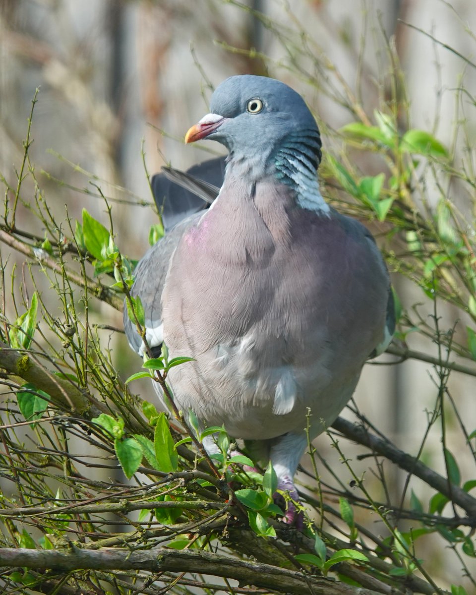 Wood Pigeon pictured recently.
#WoodPigeons #pigeons #birds #BirdPhotography #wildlife #WildlifePhotography #NaturePhotography #photography #birding #TwitterNatureCommunity #BirdsOfTwitter #Telford #Shropshire #NatureLovers #WoodPigeon #pigeon