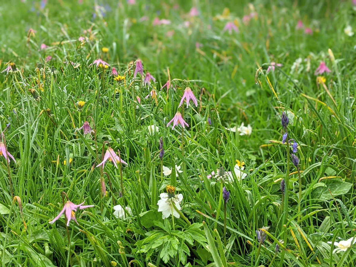 Spring flowers @TGardenHouse #Dartmoor #DEVON #fridayflowers