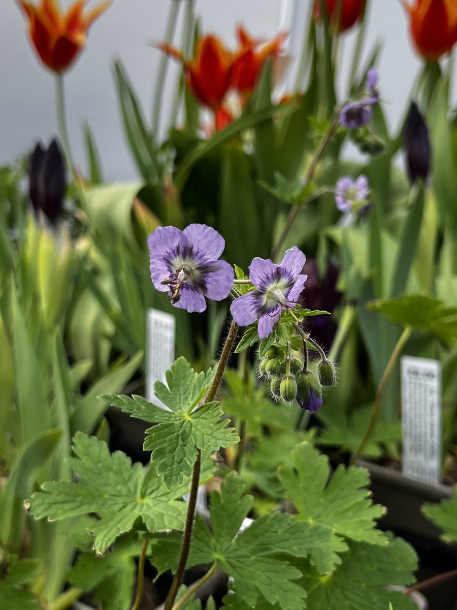 Geranium phaeum ‘Blue Shadow’ out on the benches, the geraniums are a needed colour splash after this wind! #geraniumphaeum #blueshadow #geranium #flowers #hardyplants #peatfree #mailorderplants #plantnursery