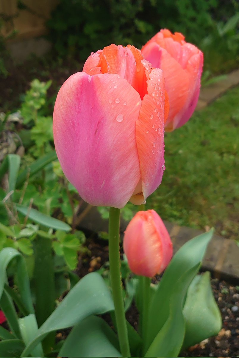 🌷Happy Friday!🌷 These gorgeous tulips are from Pride Mix by @FarmerGracy #garden #GardeningTwitter #GardeningX #flower