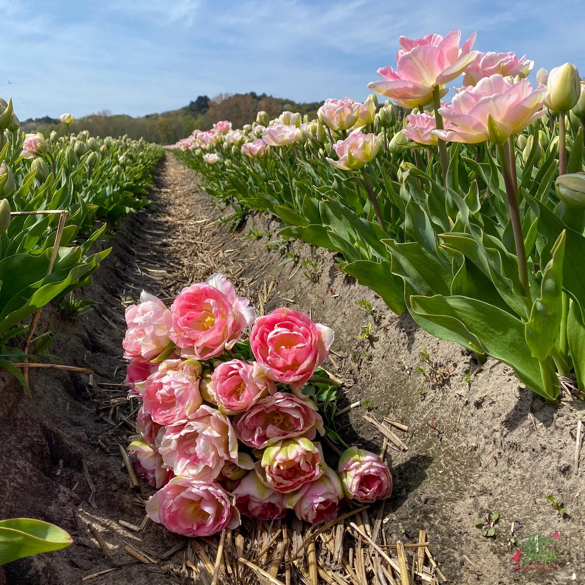 🌷 Spring feeling to the max 💕 

#time4tulips #flower #garden #FlowersonFriday #tulpen #tulips #springfeeling