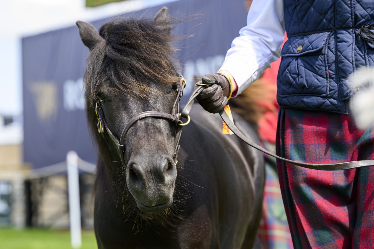 Quick! Livestock & Equine entries are filling up fast so get your entries in! Register, login and see schedules before 19 Apr at: royalhighlandshow.org/trade-competit… *Please note - dairy cattle exhibitors do not need to submit entries but MUST book stalls before entries close.* #RHS24