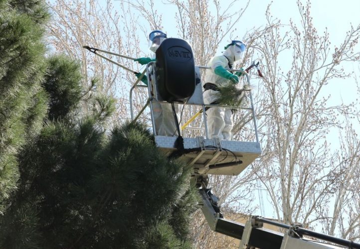 📢Oruga procesionaria: la labor por acabar con una vecina 'non grata' ✅Si te cruzas con estos peligrosos insectos, no te acerques ni los manipules ✅Puedes comunicarlo a los servicios municipales a través del teléfono ☎️ 010 👉informate.madrid.es/qlz6e1