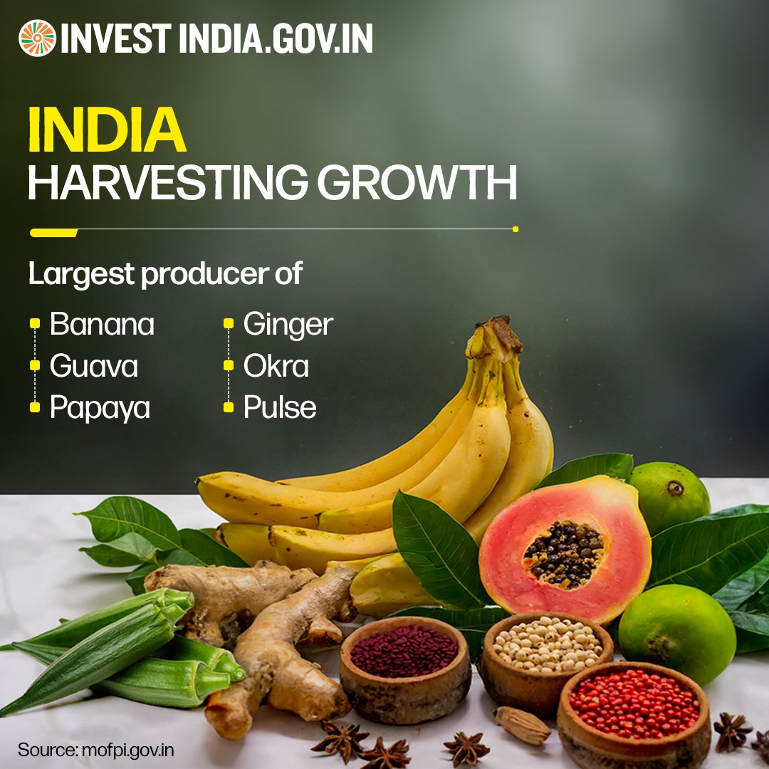 India shines in the 2nd spot in global #foodproduction, a testament to the nation's remarkable contribution to worldwide food security and abundance.🌾🌍 Discover more here: bit.ly/II-FoodProcess… #InvestInIndia #InvestIndia #FoodProcessing @DominicRaab @RishiSunak