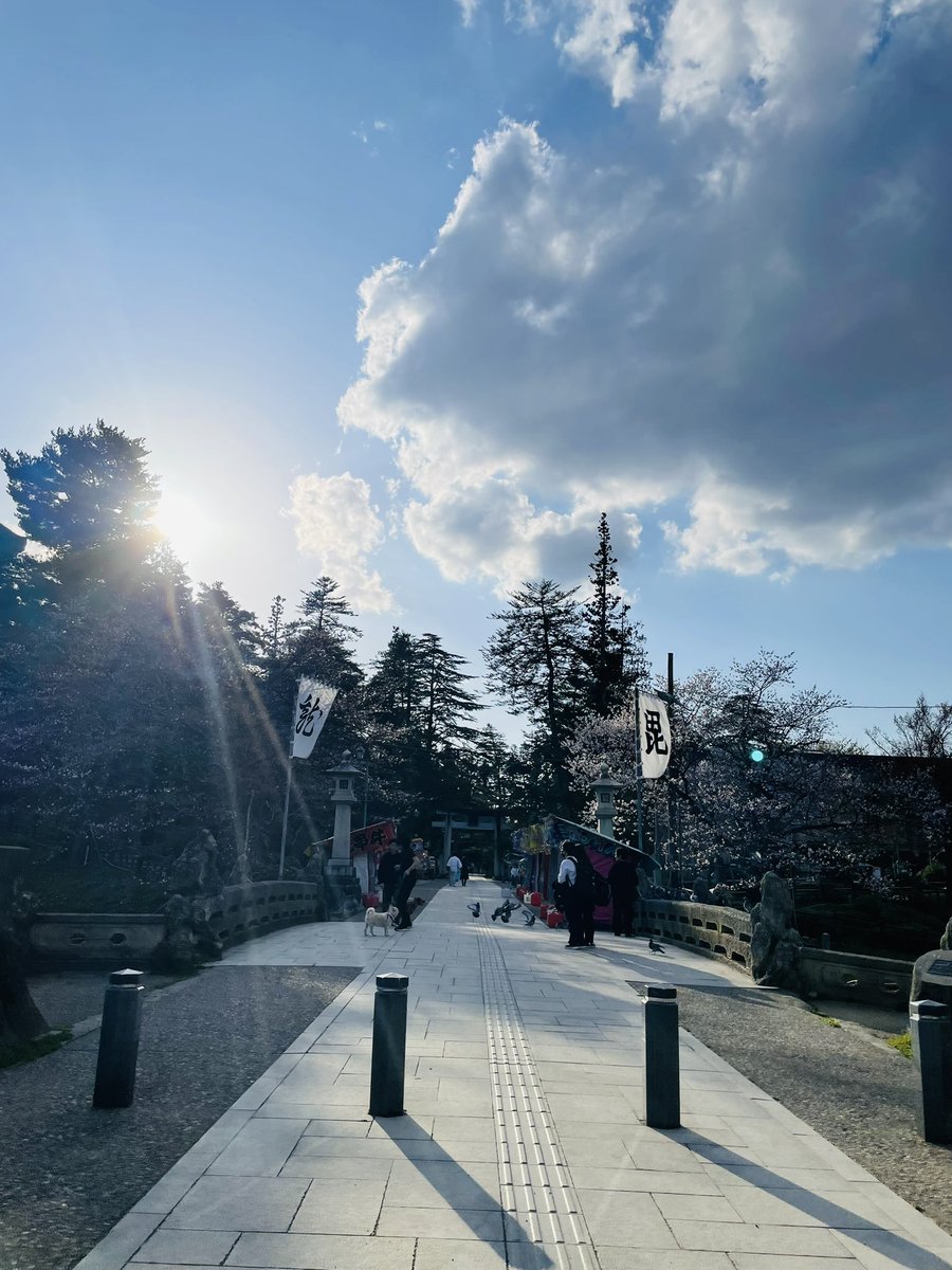 米沢市内に来てみました✨
5分咲きぐらいかな🌸
#上杉神社 #桜