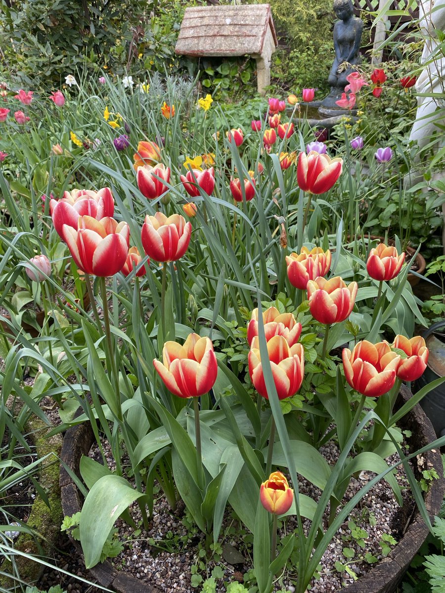 Good morning everyone! Wishing you a happy Friday. Beautiful time of the year to see plants and flowers coming back to life. These are my own tulips looking very vibrant🌷💐
